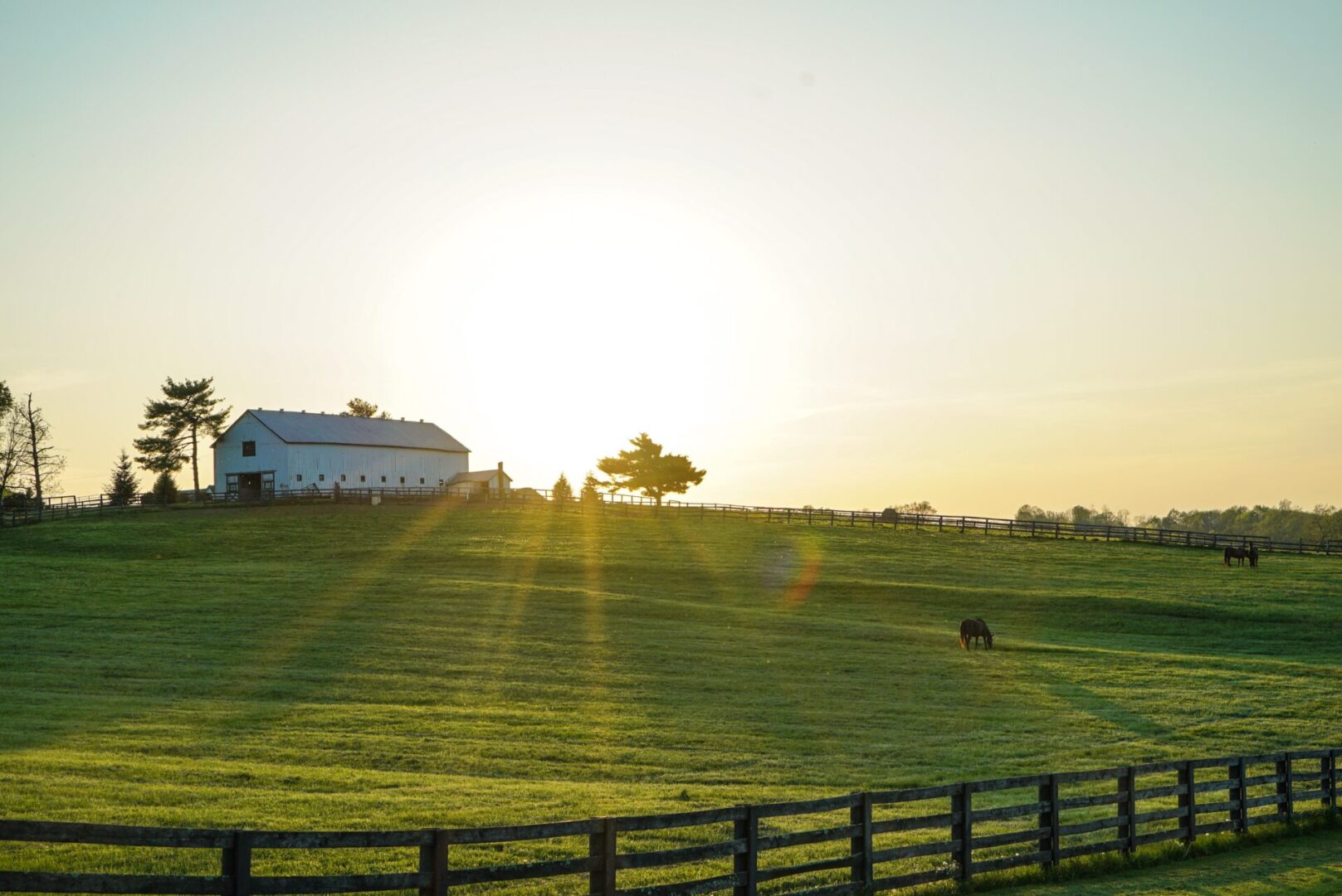 A farm with cows grazing on the grass.