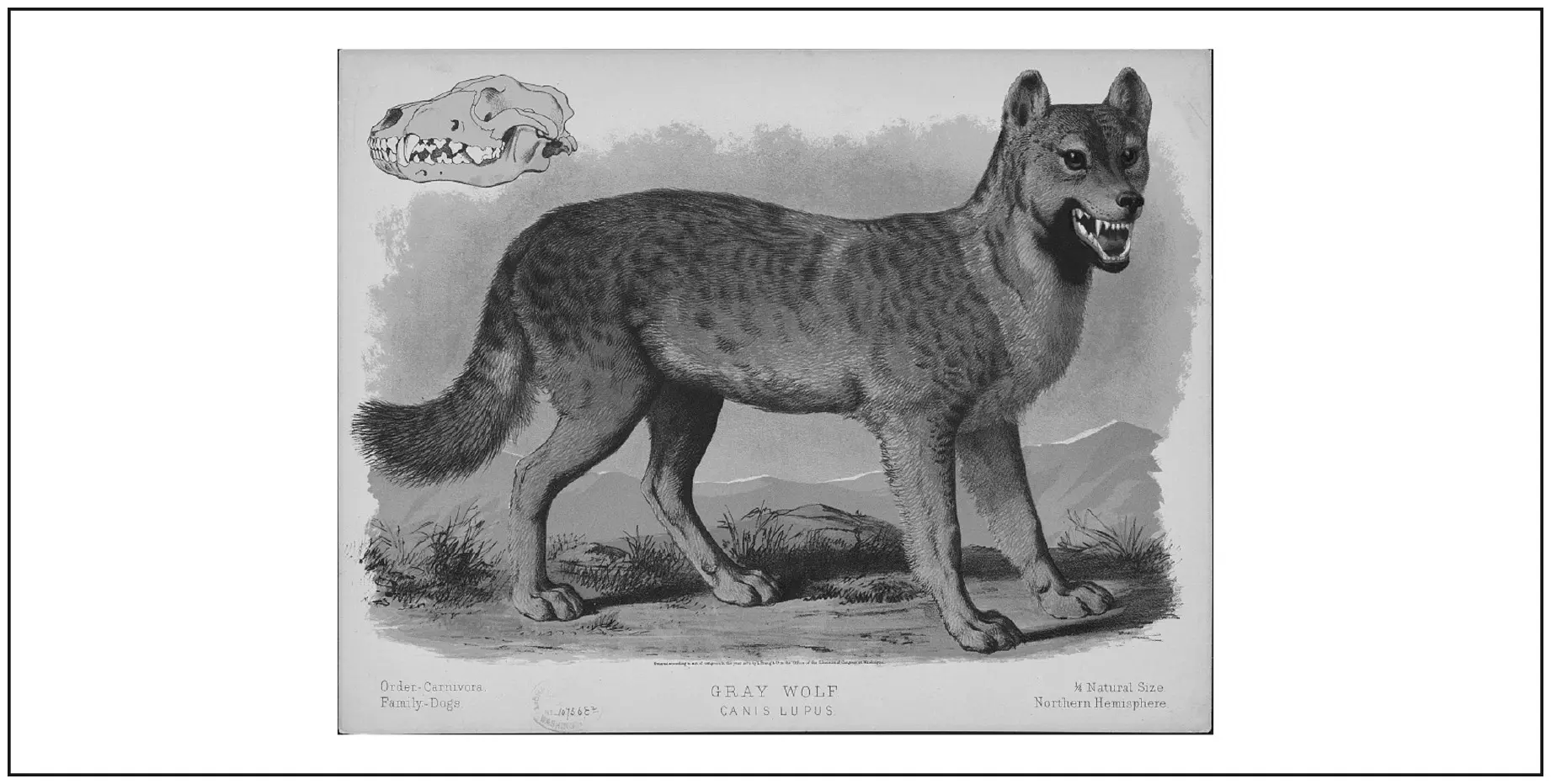 The gray wolf, Canis lupus, is shown in this 1874 print with the copyright held by L. Prang & Co. The print is in the collection of the Library of Congress in Washington D.C.