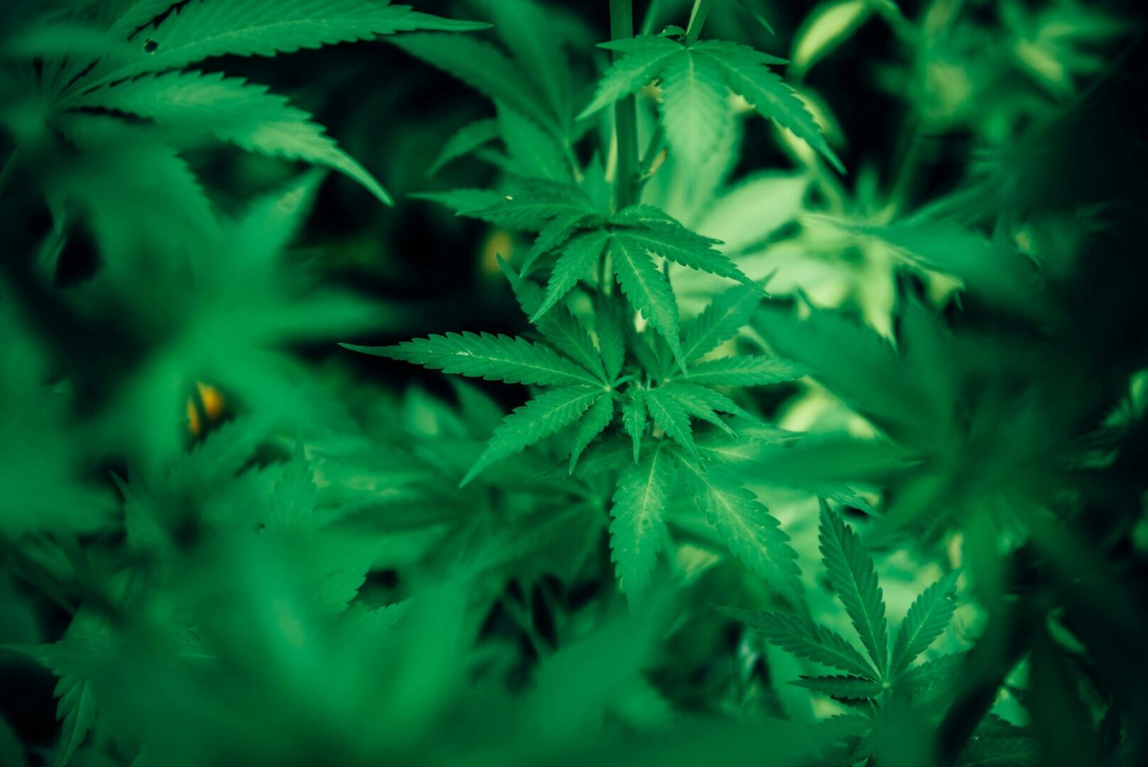 Hemp pexels harrisonhaines 071825